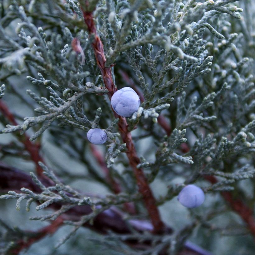 Kalliokataja Moonglow (Sadonkorjuu)