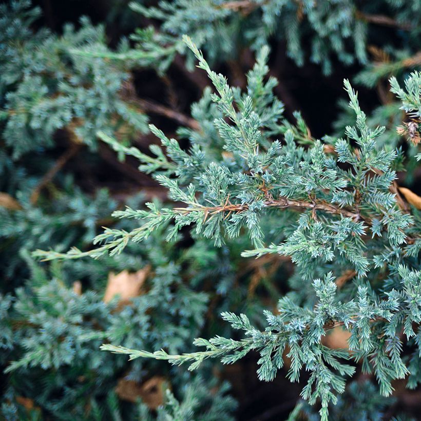Himalajankataja Blue Carpet (Lehvistö)