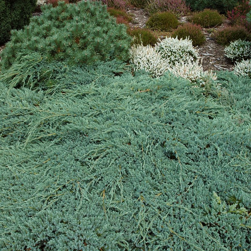 Himalajankataja Blue Carpet (Kasvutapa)