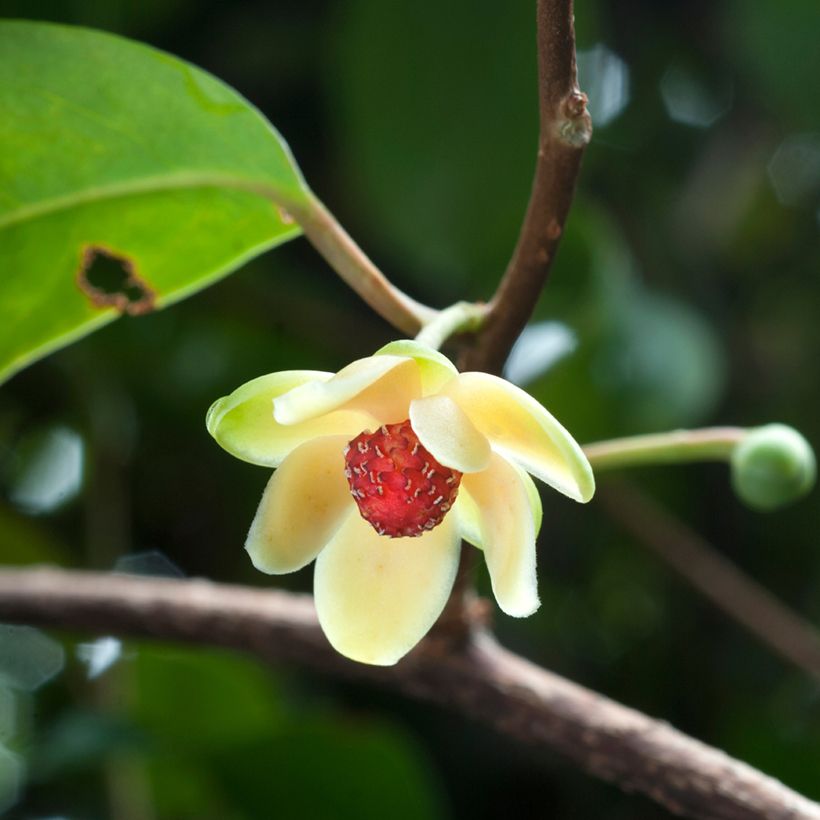 Kadsura japonica (Kukinta)