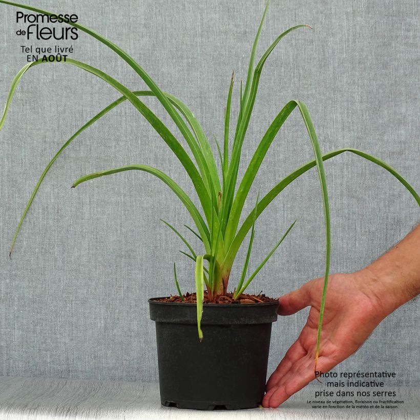 Esimerkki kesällä toimitetusta Soihtulilja Alcazar Pot de 2L/3L-taimesta