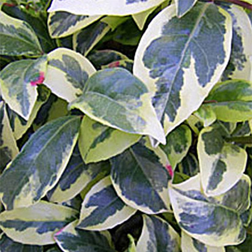 Kadsura japonica Fukurin (Lehvistö)