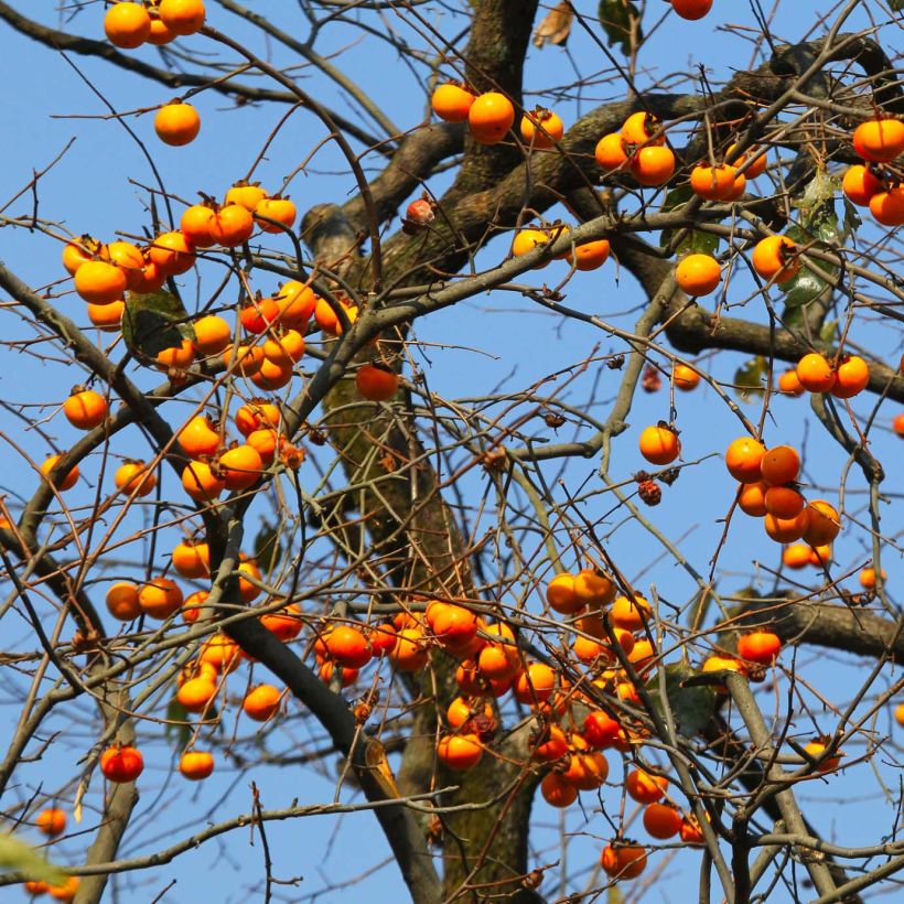 Kaki Costata (Kasvutapa)