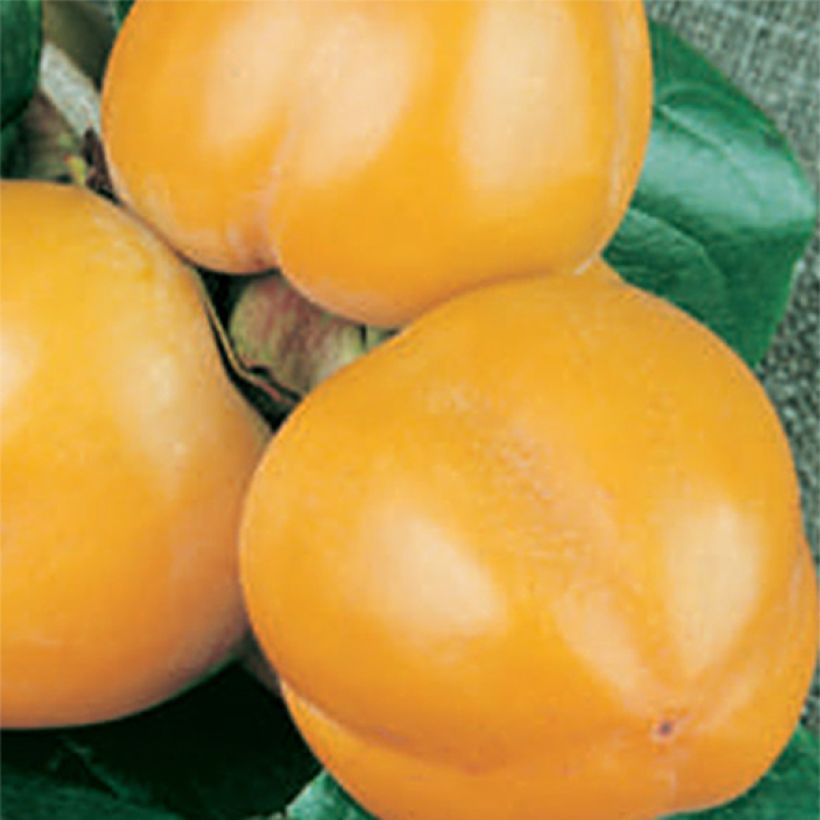 Kaki Muscat (Sadonkorjuu)