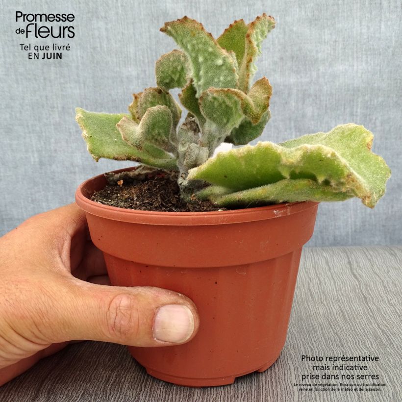 Esimerkki kesällä toimitetusta Huopaitulehti subnuda Pot de 12 cm / 13 cm-taimesta