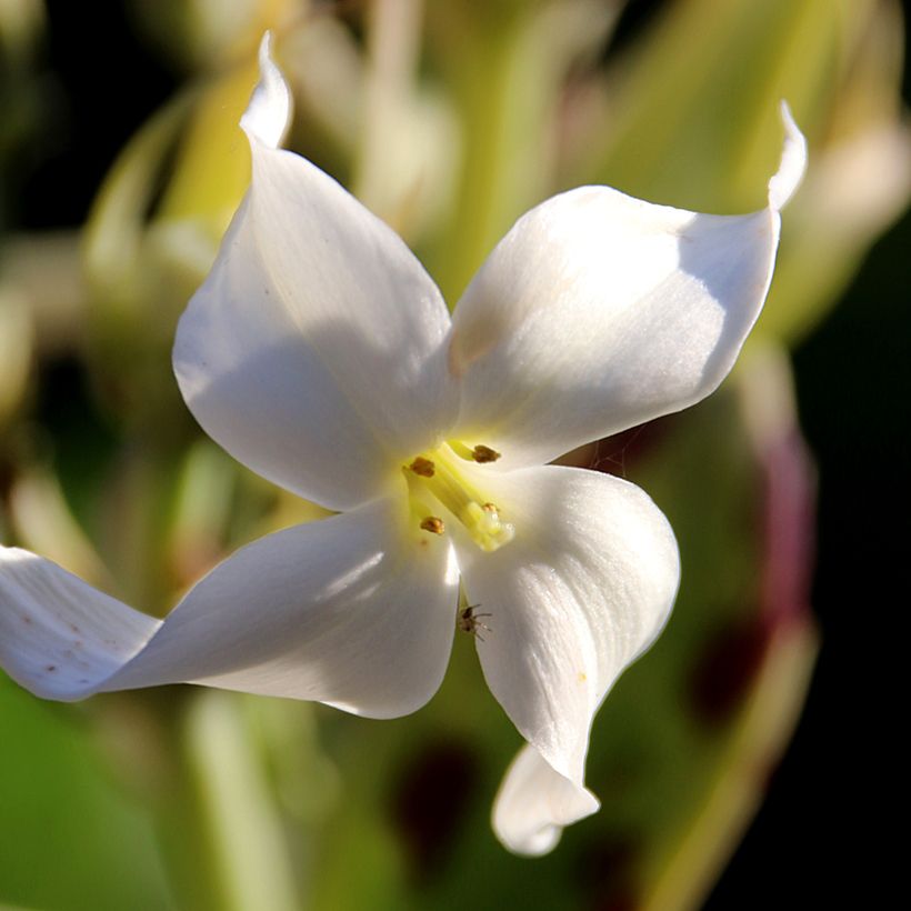 Kirjoitulehti - Kalanchoe marmorata (Kukinta)