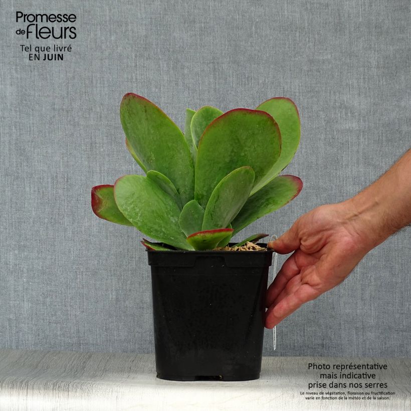 Esimerkki kesällä toimitetusta Kapinitulehti Bronze Sculpture Pot de 2L/3L-taimesta
