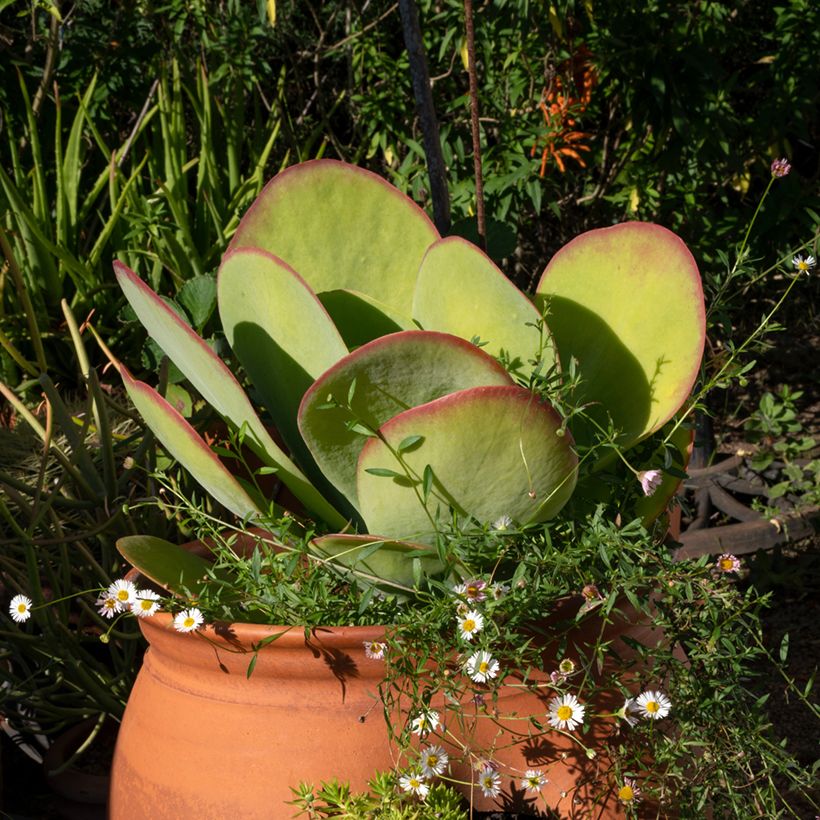 Kapinitulehti - Kalanchoe thyrsiflora (Kasvutapa)