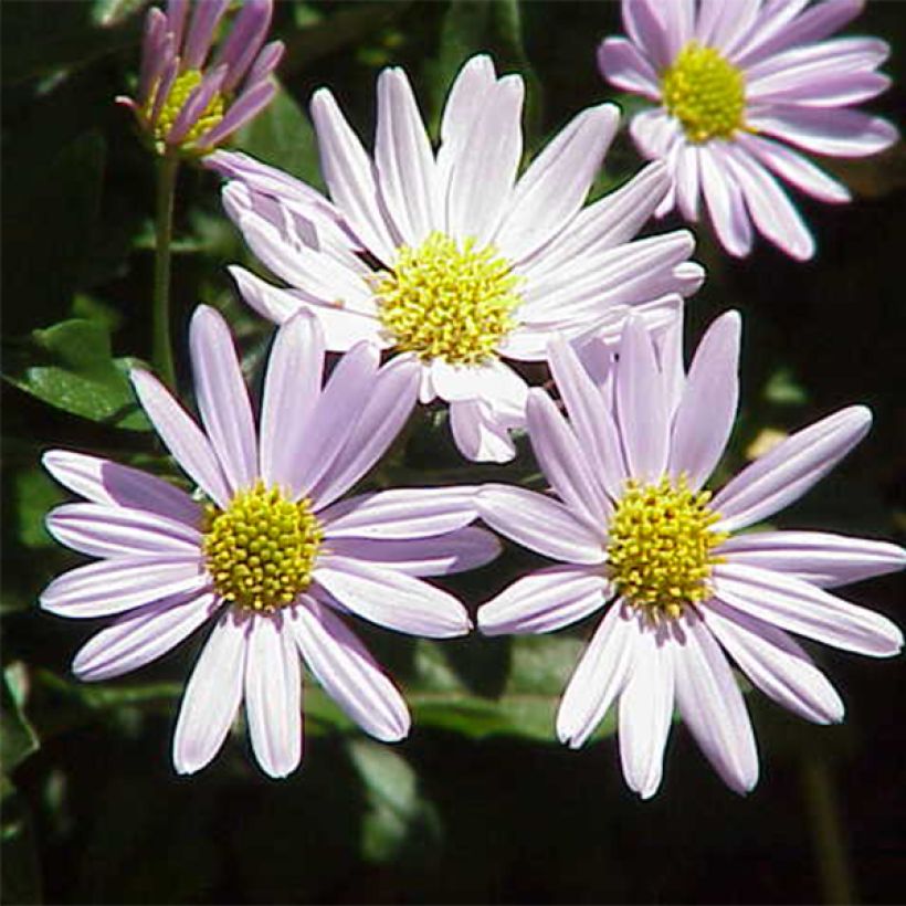 Metsäasteri - Kalimeris incisa (Kukinta)