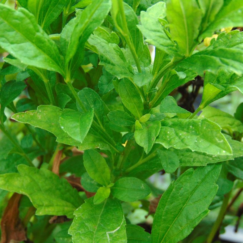 Metsäasteri Blue Star (Lehvistö)
