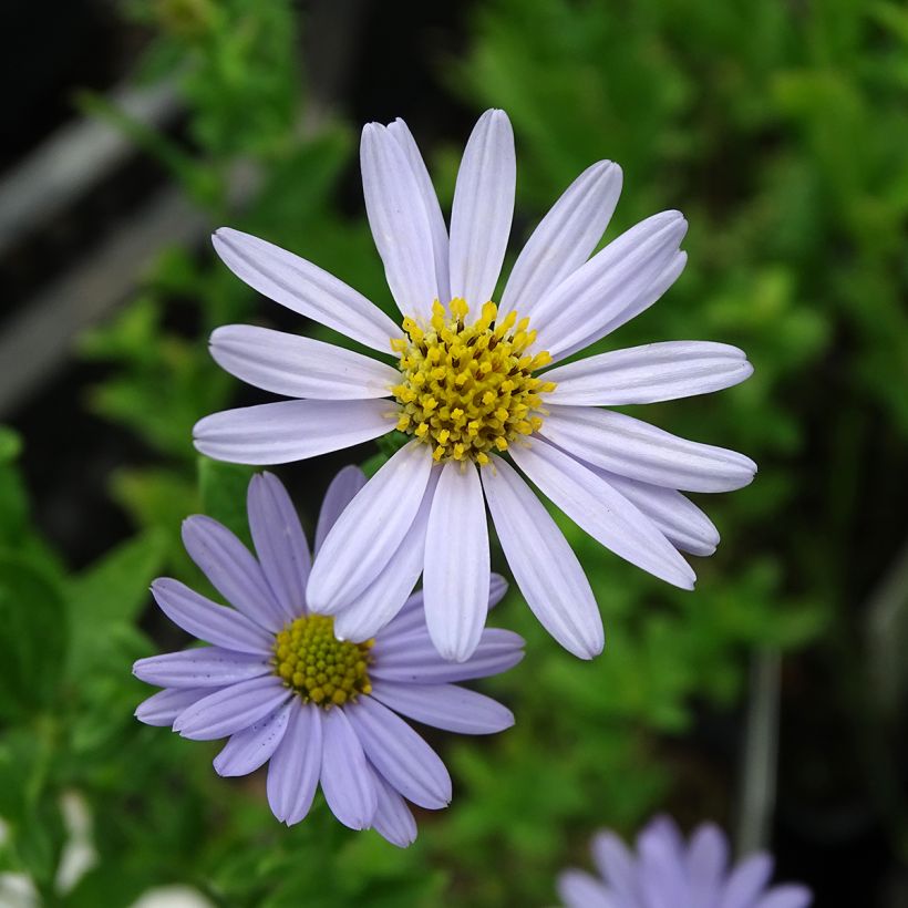 Metsäasteri Blue Star (Kukinta)