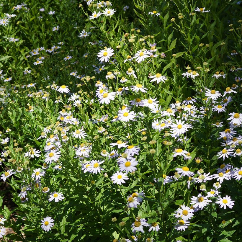 Metsäasteri Blue Star (Kasvutapa)