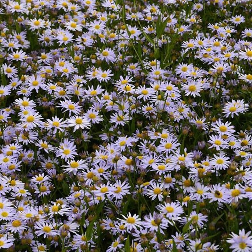 Metsäasteri Charlotte (Kukinta)