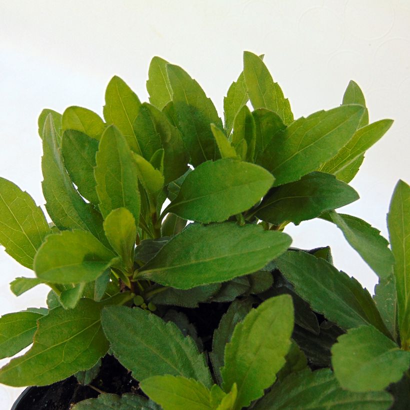 Metsäasteri Nana Blue (Lehvistö)