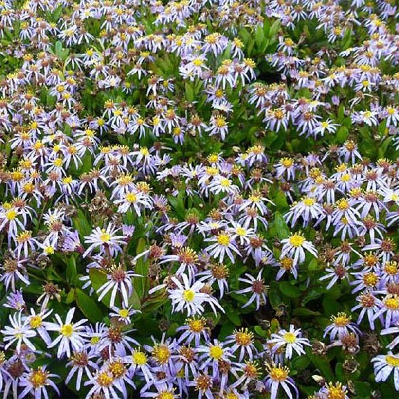Metsäasteri Nana Blue (Kukinta)