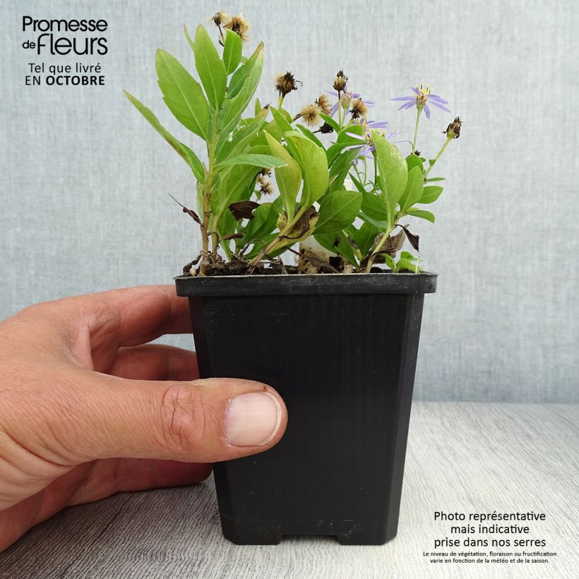 Esimerkki syksyllä toimitetusta Metsäasteri Nana Blue 8/9 cm taimiruukku-taimesta