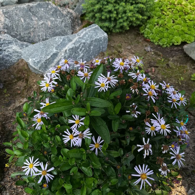 Metsäasteri Nana Blue (Kasvutapa)