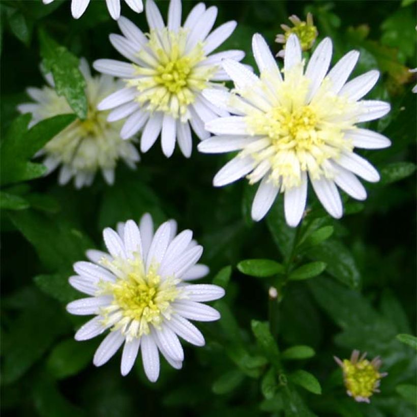 Kalimeris mongolica (Kukinta)