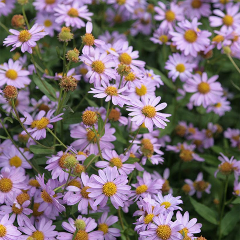 Kalimeris mongolica Antonia (Kukinta)