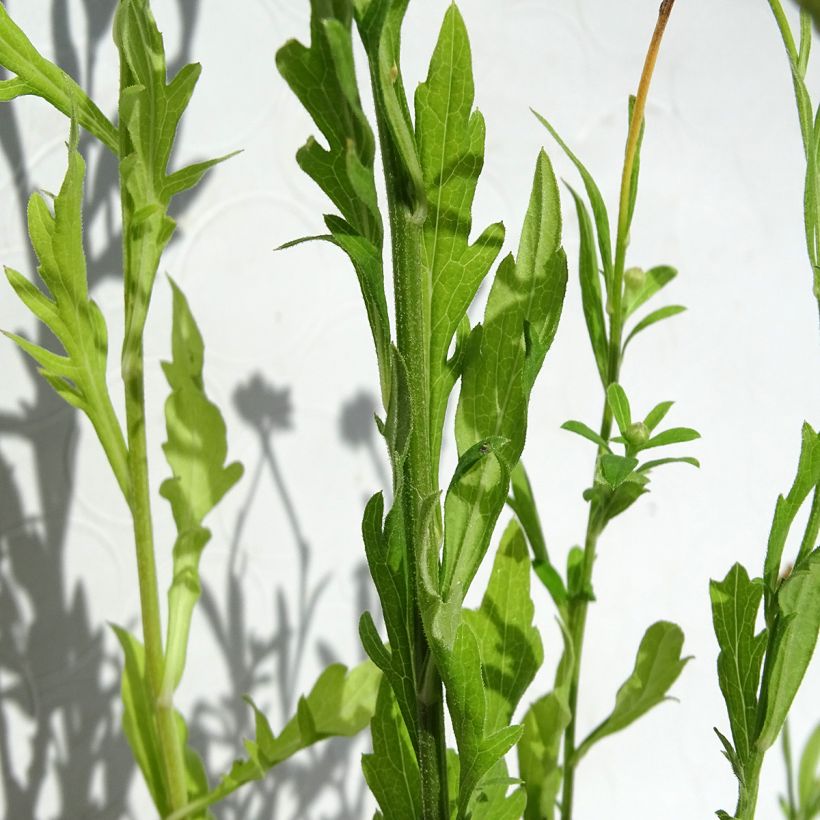 Kalimeris pinnatifida var. hortensis (Lehvistö)