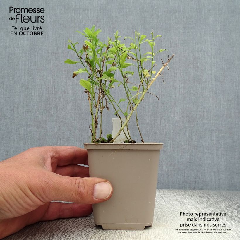 Esimerkki syksyllä toimitetusta Kalimeris pinnatifida var. hortensis 8/9 cm taimiruukku-taimesta
