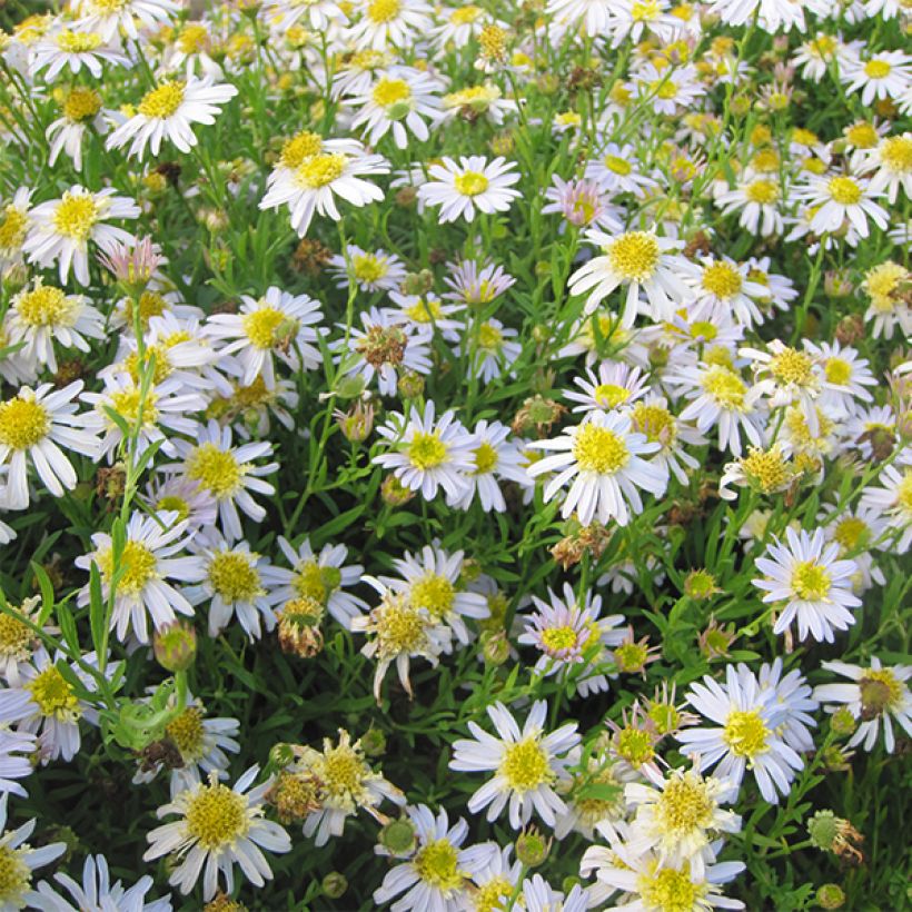 Kalimeris pinnatifida var. hortensis (Kukinta)