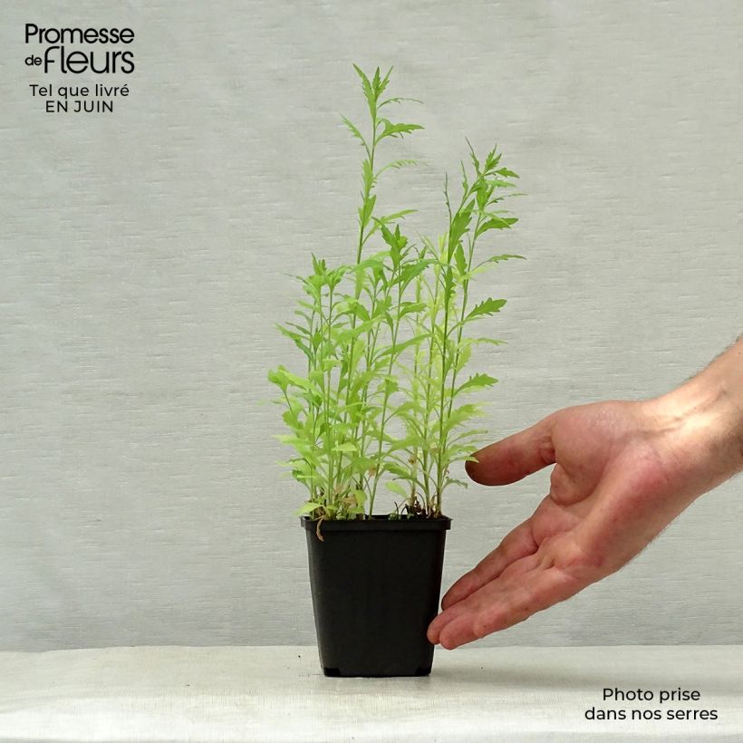 Esimerkki kesällä toimitetusta Kalimeris pinnatifida var. hortensis Godet de 8/9 cm-taimesta