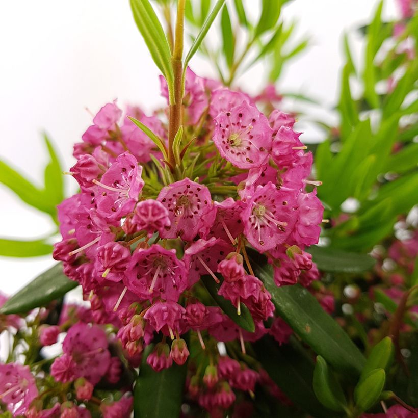 Kapealehtikalmia Rubra (Kukinta)