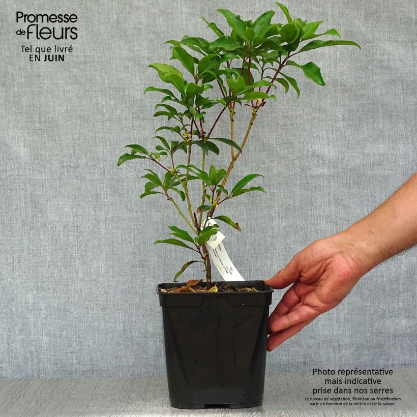 Esimerkki kesällä toimitetusta Leveälehtikalmia Ewa Pot de 3L/4L-taimesta