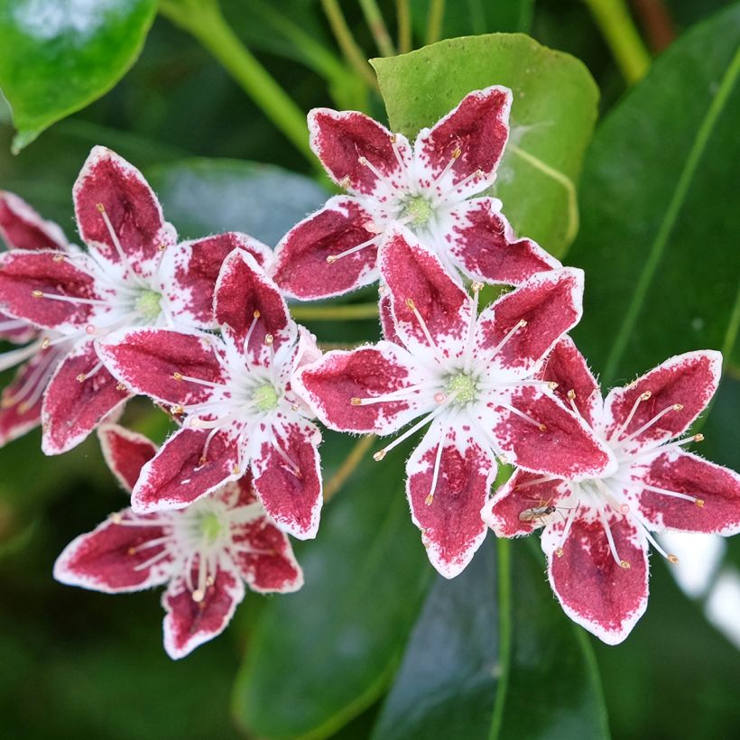Leveälehtikalmia Galaxy (Kukinta)