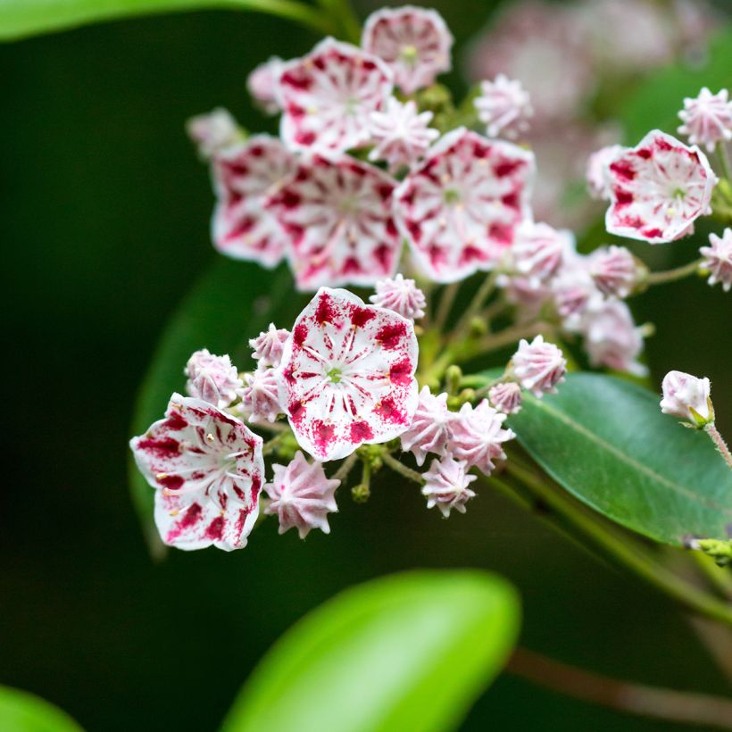 Leveälehtikalmia Minuet (Kukinta)