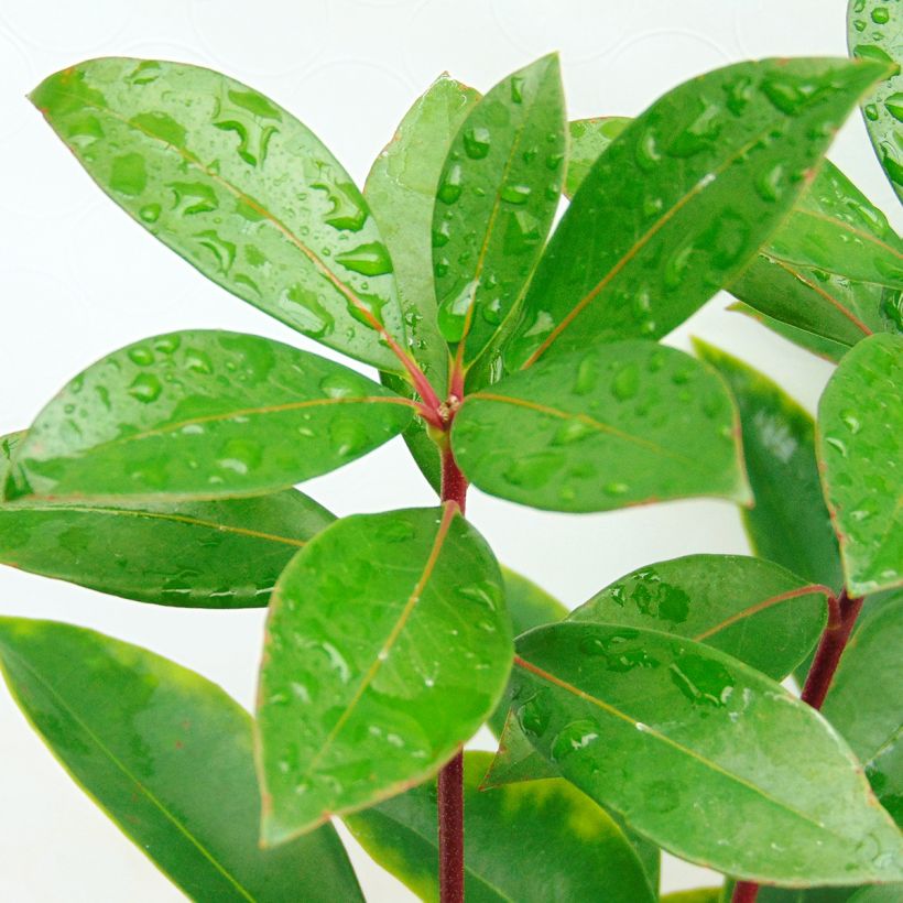 Leveälehtikalmia Peppermint (Lehvistö)
