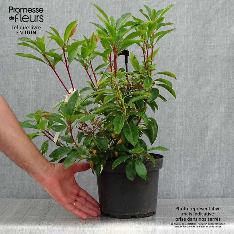 Esimerkki kesällä toimitetusta Leveälehtikalmia Peppermint Pot de 3L/4L-taimesta