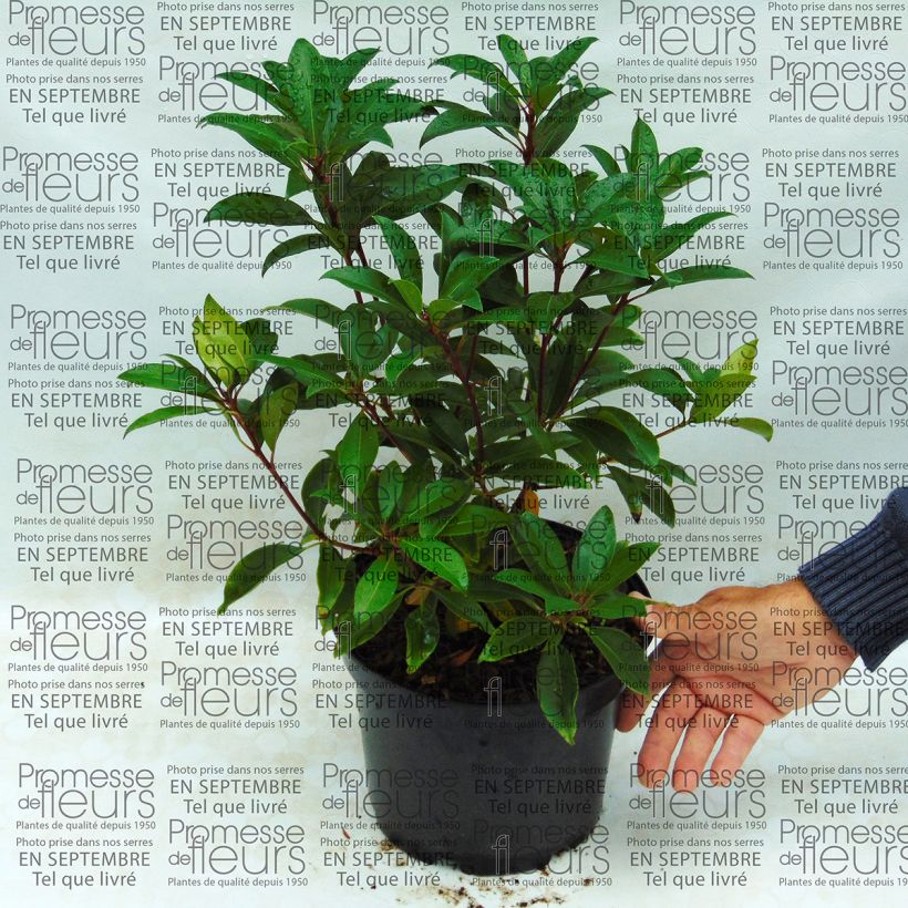 Esimerkki toimitetusta Leveälehtikalmia Pink Charm Pot de 4L/5L-taimesta
