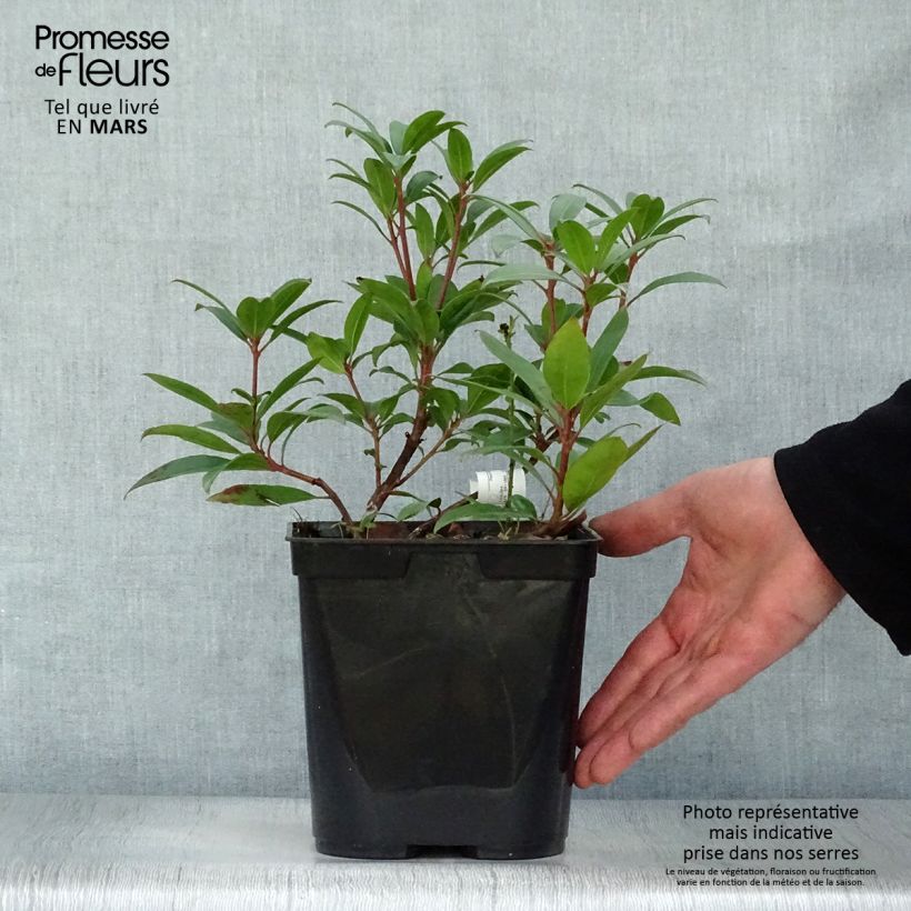 Esimerkki keväällä toimitetusta Leveälehtikalmia Pinkobello Pot de 3L/4L-taimesta