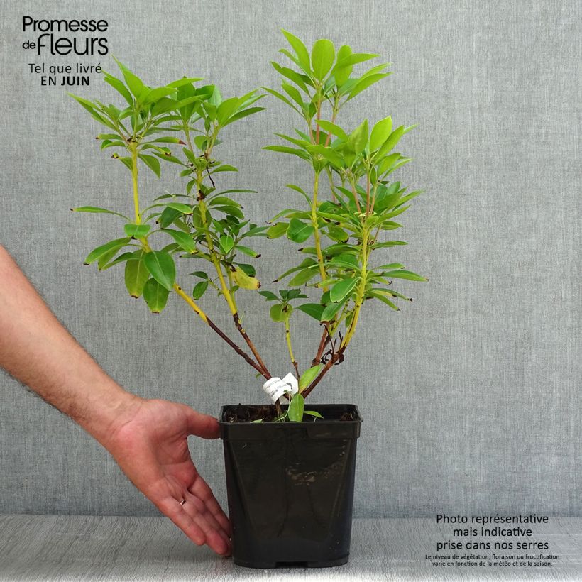 Esimerkki kesällä toimitetusta Leveälehtikalmia Tad Pot de 3L/4L-taimesta