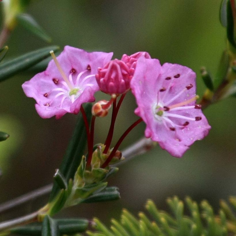 Varpukalmia - Kalmia polifolia (Kukinta)
