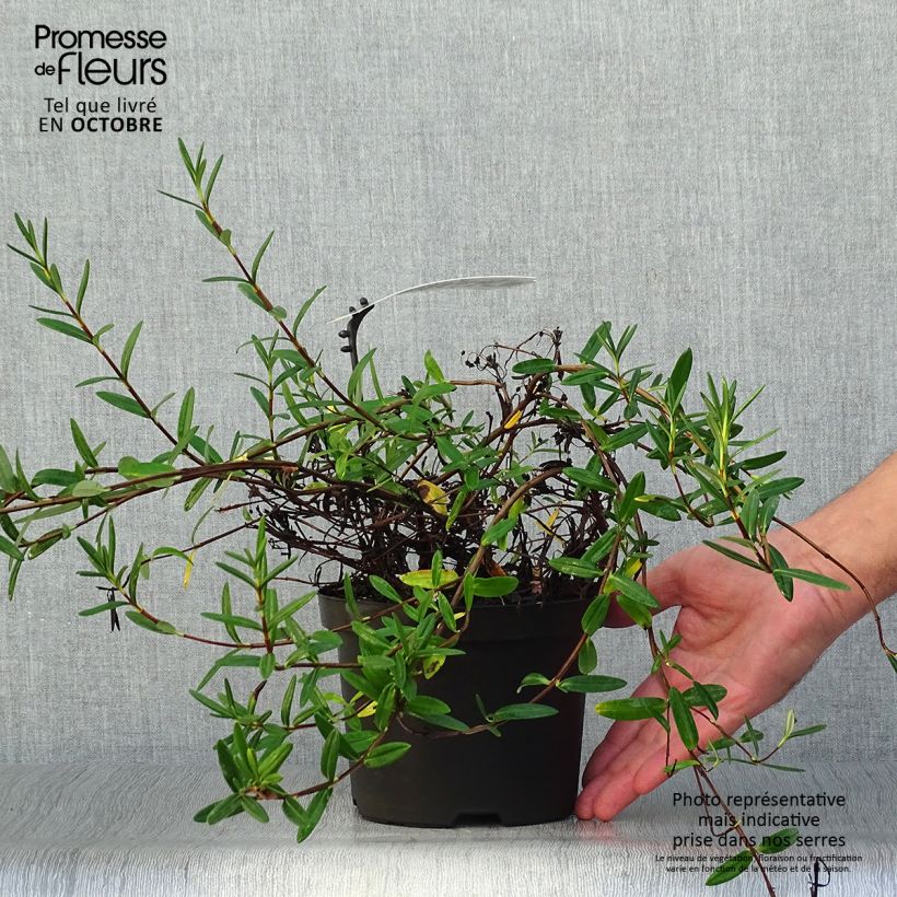Esimerkki syksyllä toimitetusta Varpukalmia - Kalmia polifolia 2 litran/3 litran ruukku-taimesta