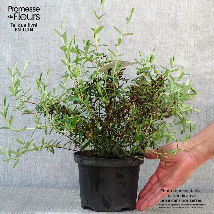 Esimerkki kesällä toimitetusta Varpukalmia - Kalmia polifolia Pot de 2L/3L-taimesta