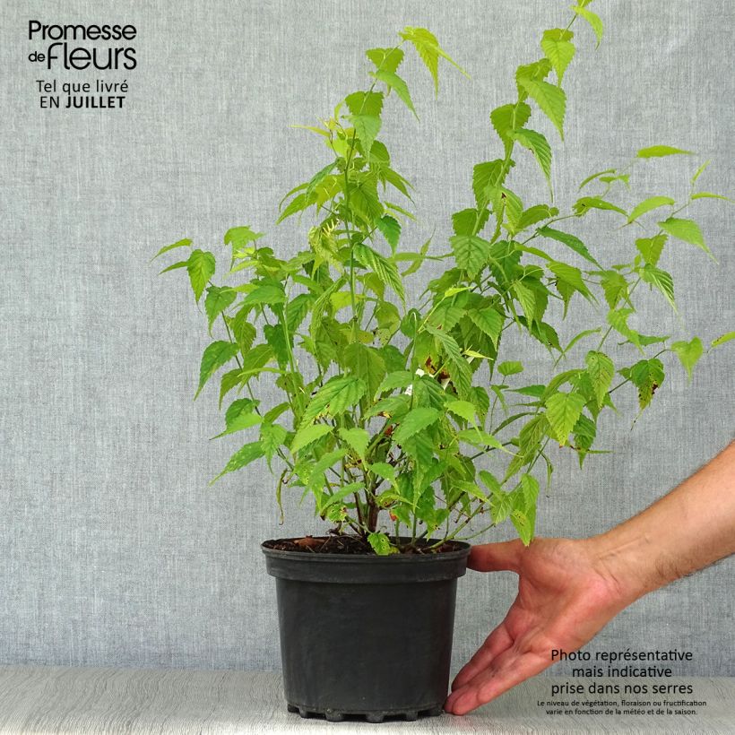 Esimerkki kesällä toimitetusta Pallerokerria Golden Guinea Pot de 2L/3L-taimesta