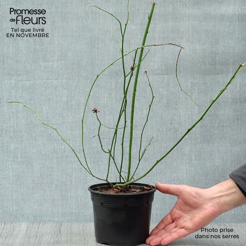 Esimerkki syksyllä toimitetusta Pallerokerria Pleniflora 2 litran/3 litran ruukku-taimesta