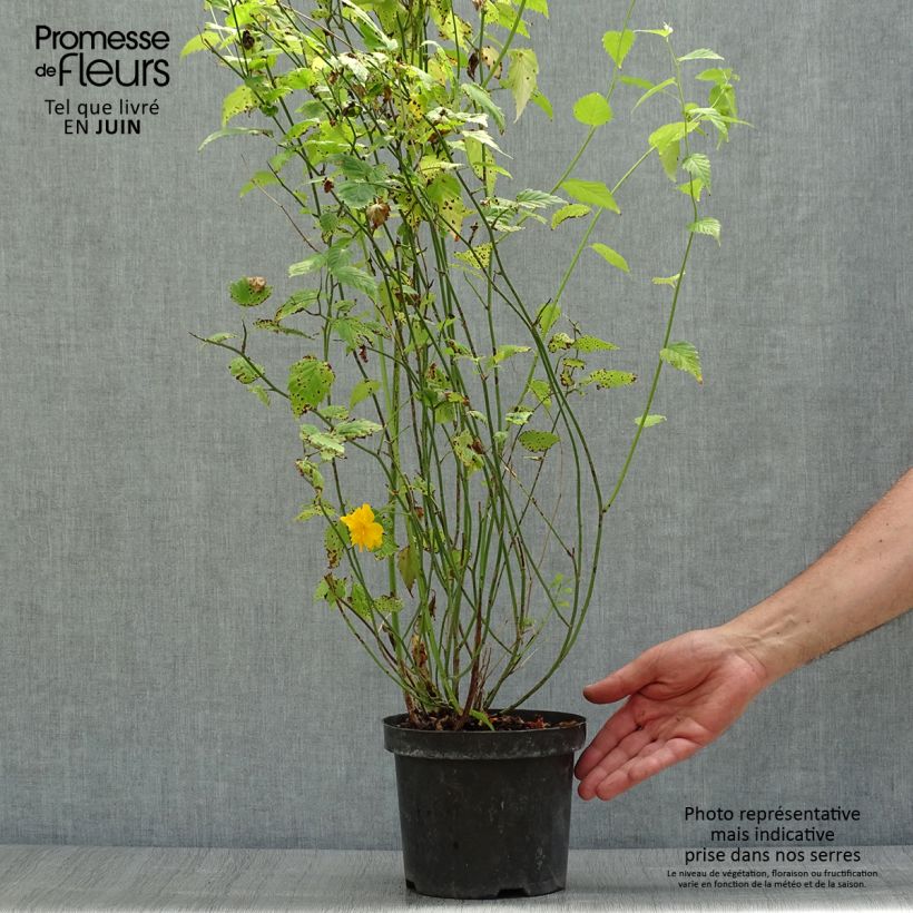 Esimerkki kesällä toimitetusta Pallerokerria Pleniflora Pot de 2L/3L-taimesta