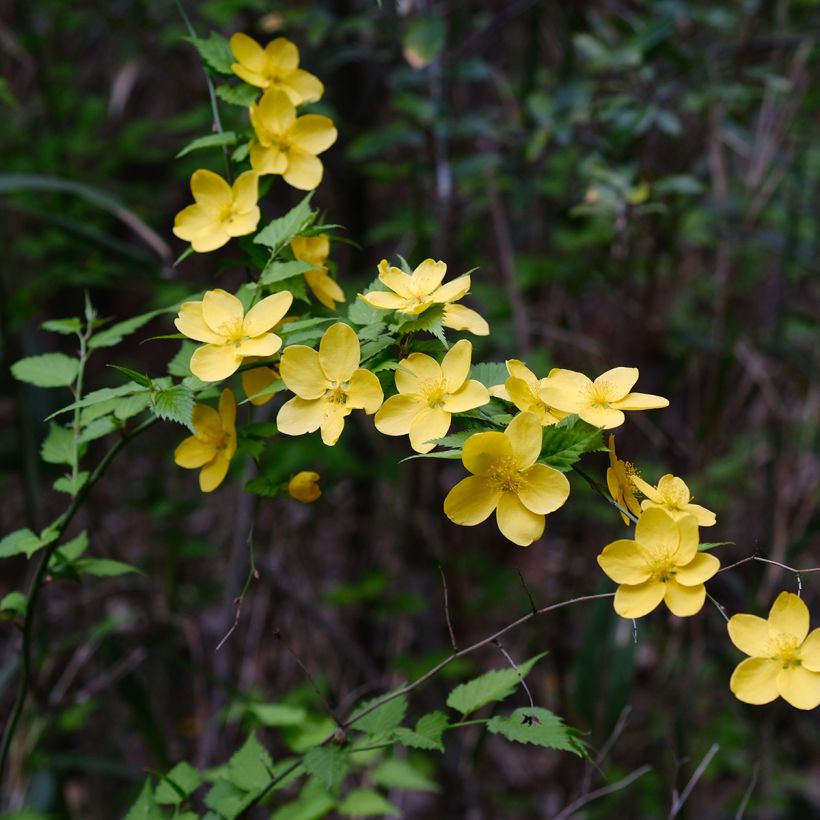 Pallerokerria - Kerria japonica (Kukinta)