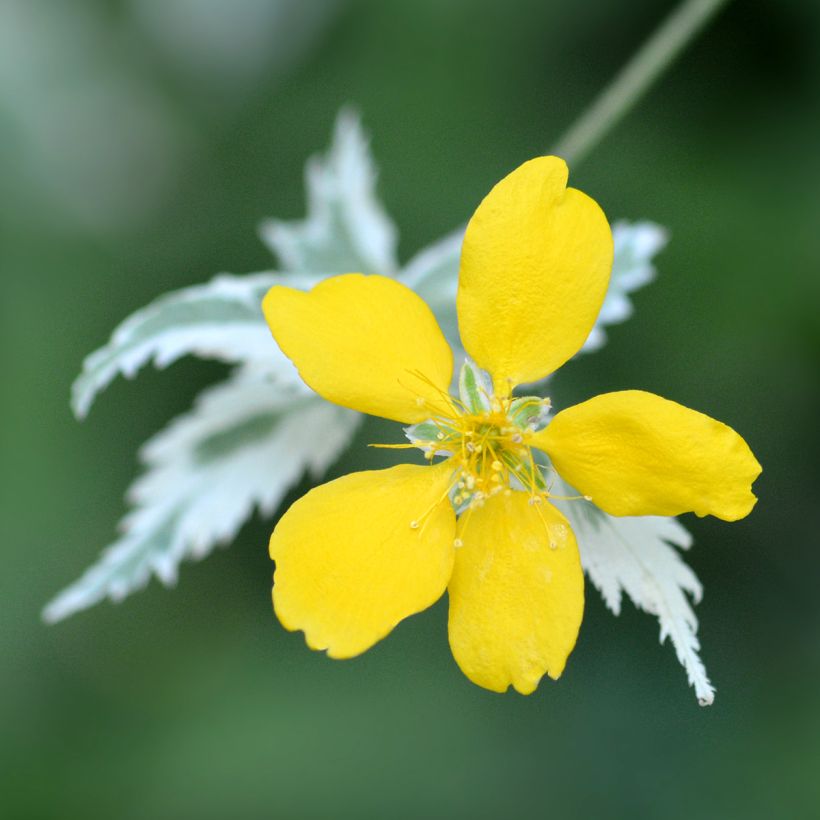 Pallerokerria Picta (Kukinta)