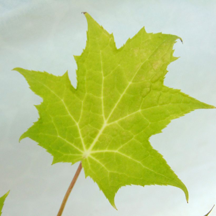 Katvio - Kirengeshoma palmata (Lehvistö)
