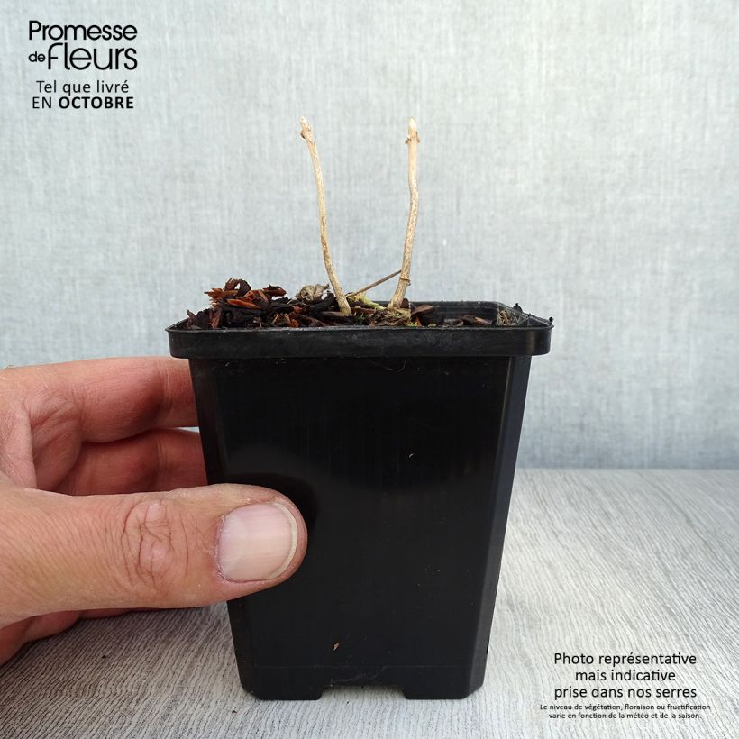 Esimerkki syksyllä toimitetusta Katvio - Kirengeshoma palmata 8/9 cm taimiruukku-taimesta