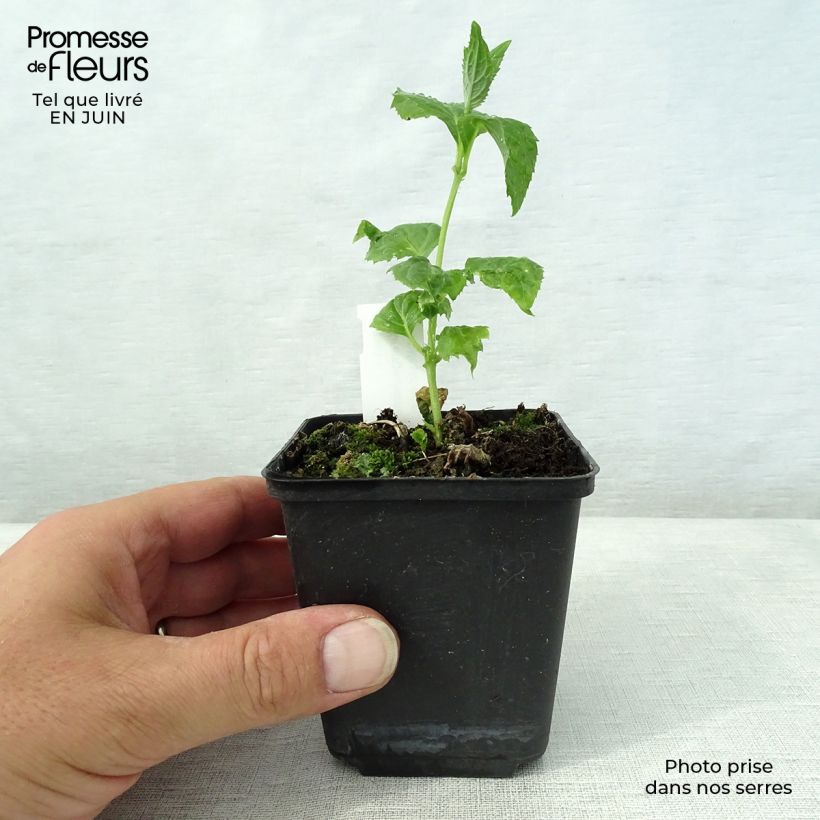 Esimerkki kesällä toimitetusta Katvio - Kirengeshoma palmata Taimiruukku 8/9 cm-taimesta