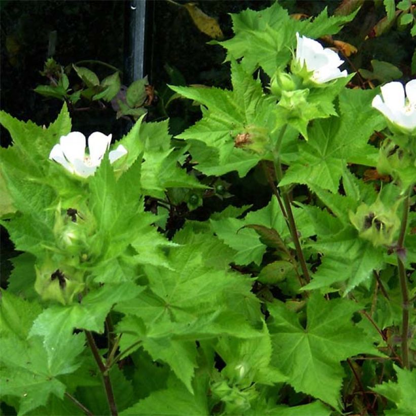 Balkaninmalva - Kitaibelia vitifolia (Lehvistö)