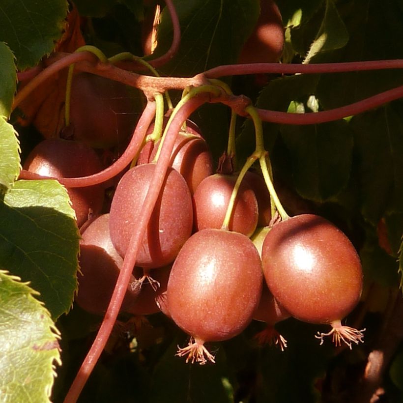 Minikiivi Red Jumbo emikasvi (Sadonkorjuu)