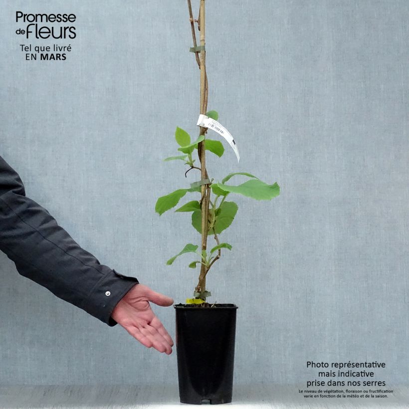 Example of Kiwi Golden Delight (femelle) - Actinidia deliciosa Pot de 2L/3L as you get in printemps